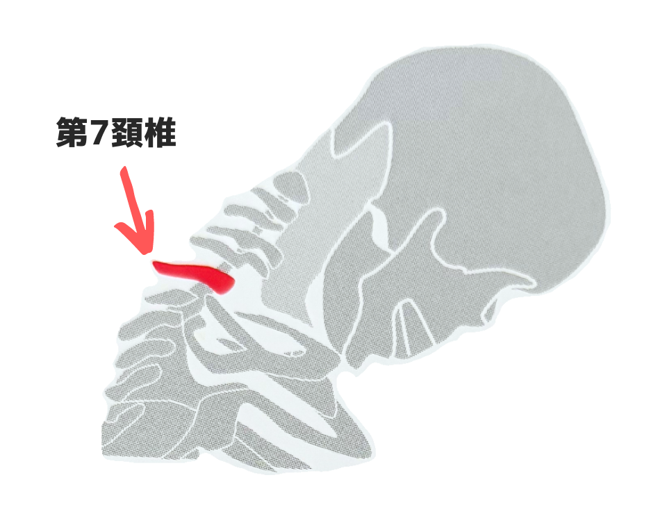 首の骨である第7頚椎の位置